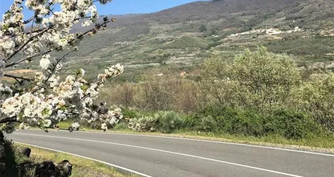 Camper por el Valle del Jerte en Extremadura · cerezos en flor en furgoneta camper