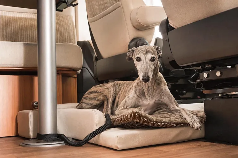 Galgo descansando en su cama dentro de una furgoneta camper