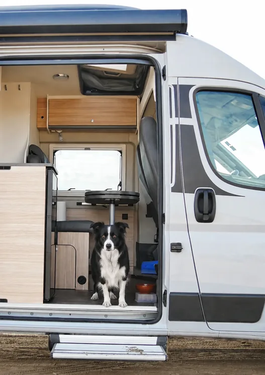 Border collie sentado en la puerta abierta de una furgoneta camper, listo para la aventura