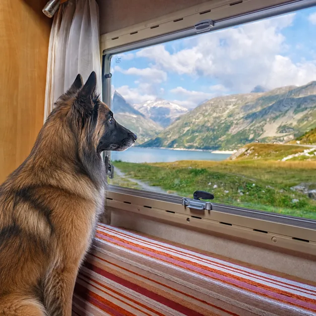 Pastor alemán mirando por la ventana de una camper hacia un lago de montaña