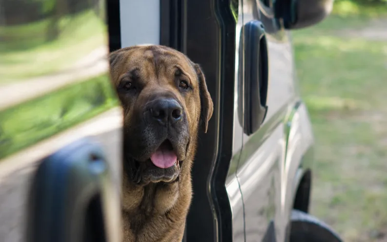 Viajar en camper con perro: la guía completa